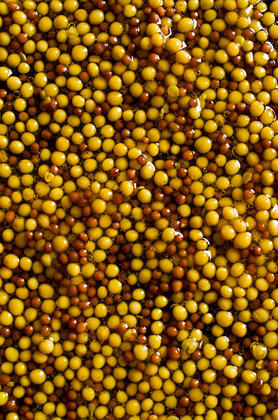 Background of seeds of mustard Background of whole seeds of mustard with liquid. Selective focus. dijonnaise stock pictures, royalty-free photos & images