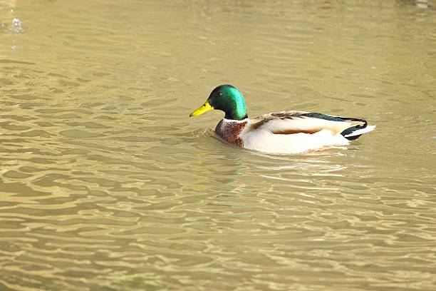 istock Mallard duck in water 507964624