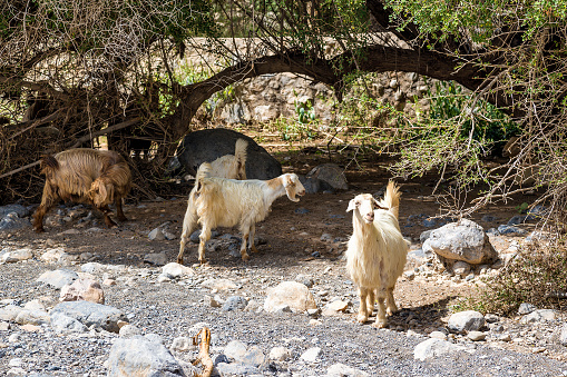 Image of sheep in landscape near Nizwa in Oman, Middle East