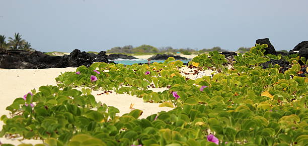istock Makalawena beach, Big Island Hawaii 507965174