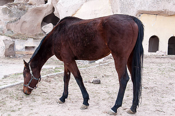 brązowy koń - mule horse dirty sky zdjęcia i obrazy z banku zdjęć