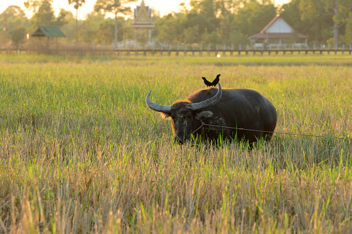 Buffalo in thailand