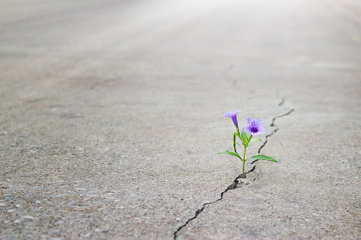 purple flower growing on crack street, soft focus, blank text