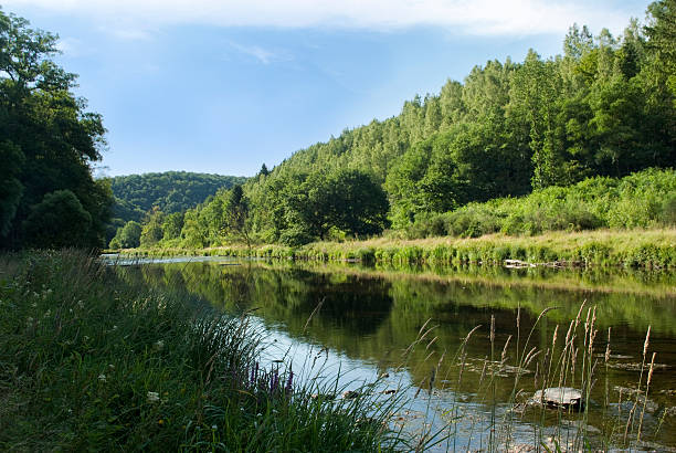 istock River flowing through green forest landscape. 507967506