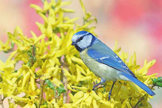 istock Blue tit on forsythia 507967586