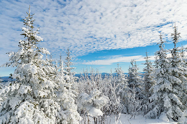 istock Beautiful snowy landscape in Quebec, Canada 507970618