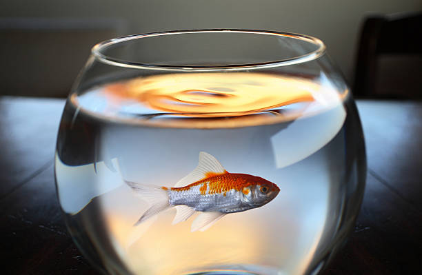 Goldfish in fish bowl.