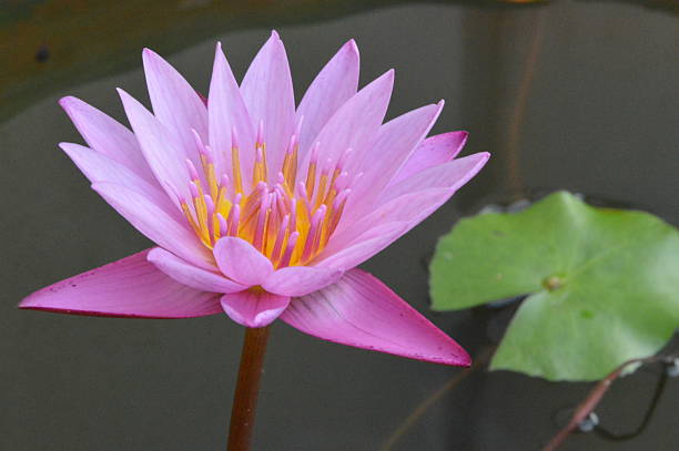 istock Pink Water Lily 507981691