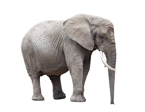 istock African elephant isolated on white with clipping path 507983639