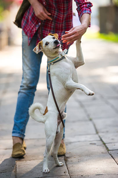 istock woman and dog 507984299