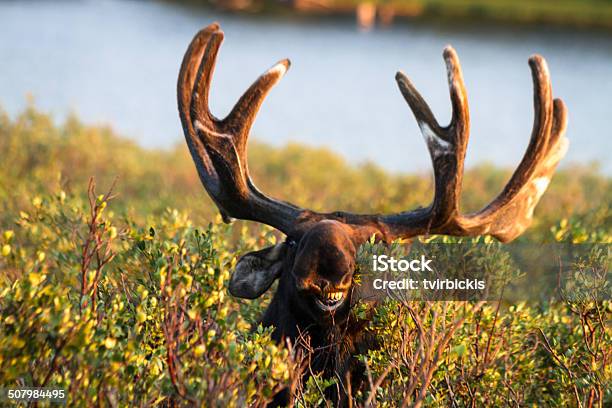 Moose Stock Photo - Download Image Now - Animal, Animal Wildlife, Antler