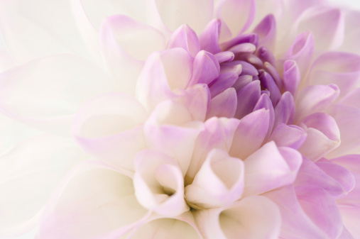 White dahlia with violet heart close-up , floral background.