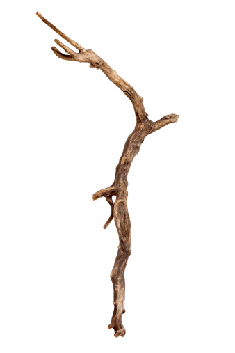 Dry tree branch isolated over white background