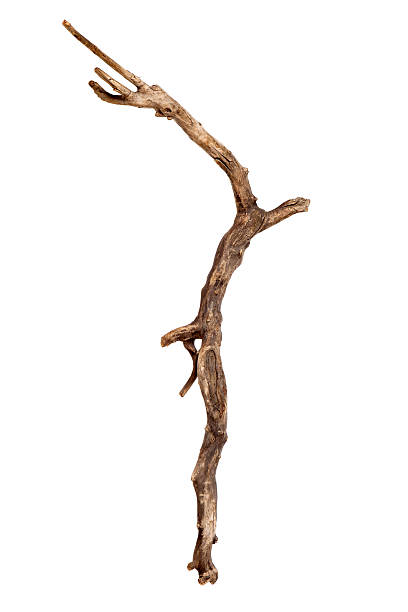 Dry tree branch stock photo
