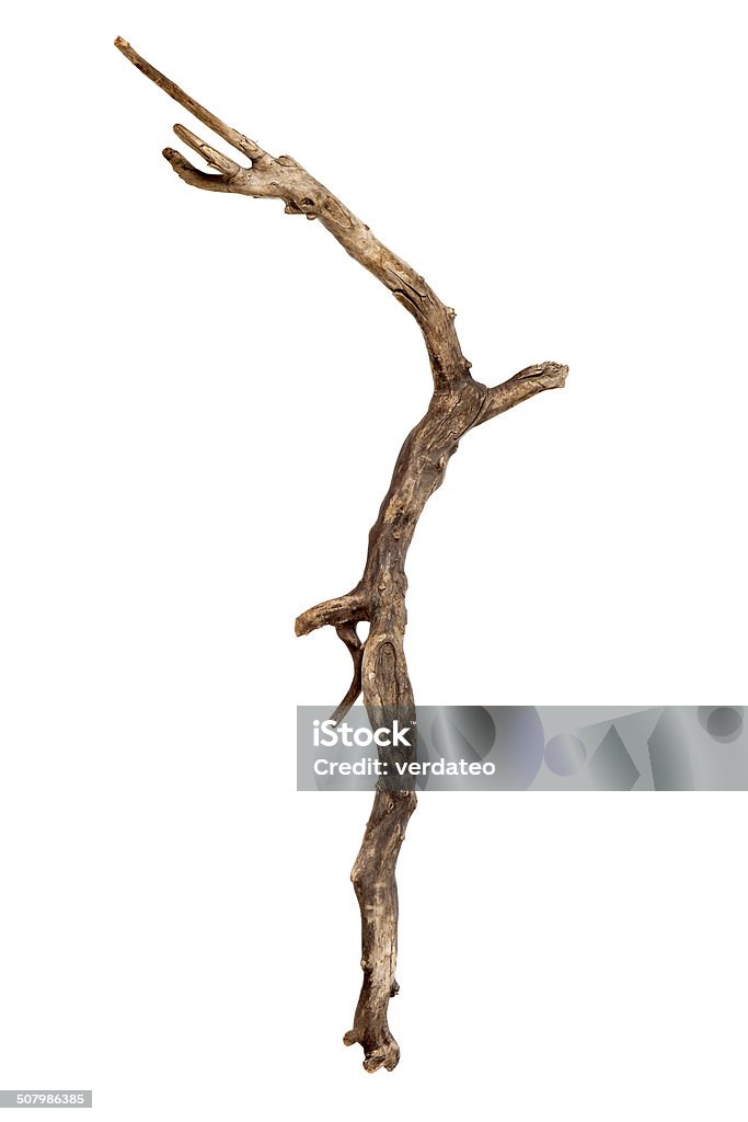 Dry tree branch - Royalty-free Dal - Bitki Bölümü Stok görsel