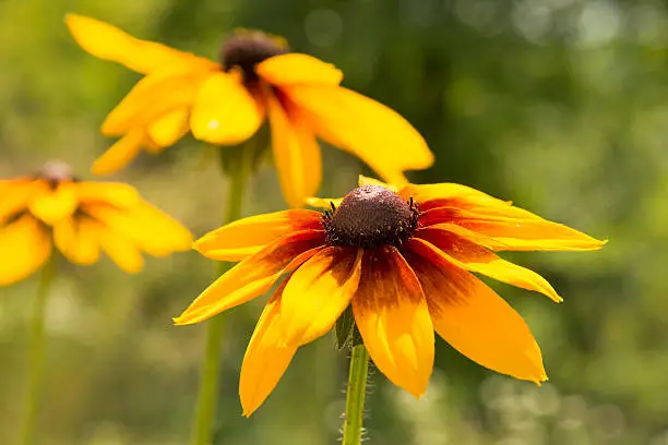 Rudbeckia  is a plant genus of 23 species in the family Asteraceae. The species are commonly called coneflowers and black-eyed-susans; all are native to North America and many species are cultivated in gardens for their showy yellow or gold flower heads.