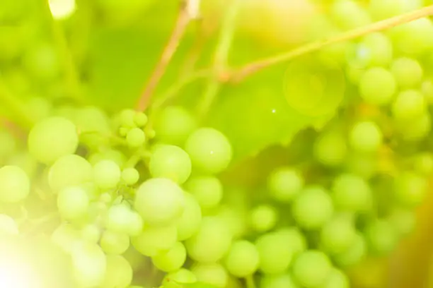 Closeup of a branch of grape vine with grapes cluster