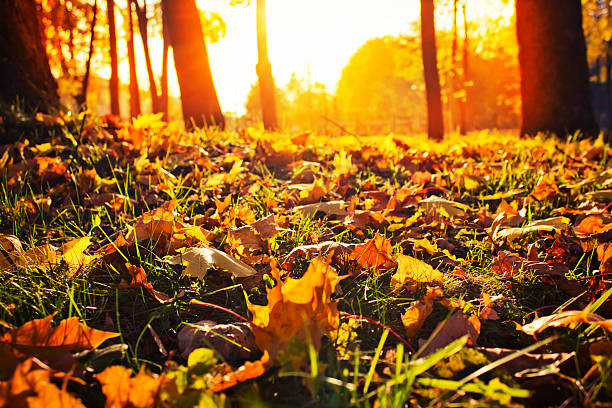 istock Beautiful autumn landscape 507988257