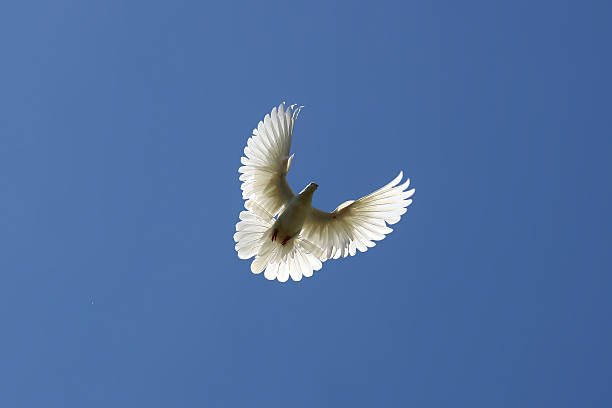 istock Dove in the air 507988309