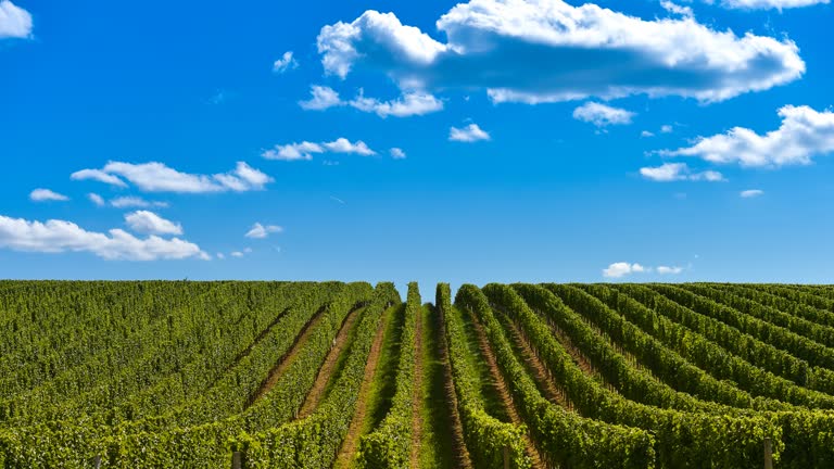 Vineyard Sunrise - Landscape-Bordeaux Vineyard