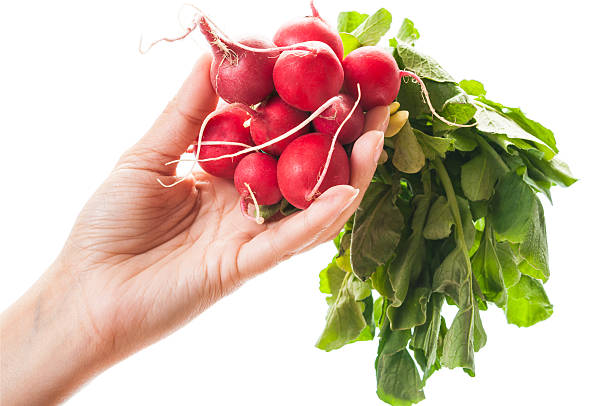 Hand holding a bunch of fresh radishes