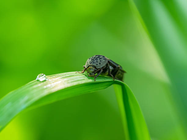 istock beetle on the stem of a plant 507988867