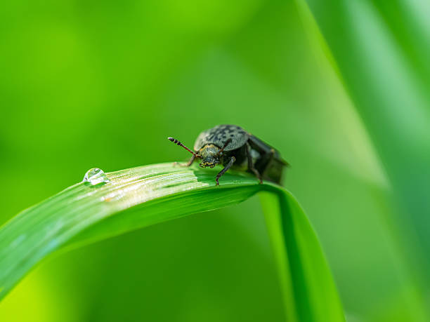 istock beetle on the stem of a plant 507988871
