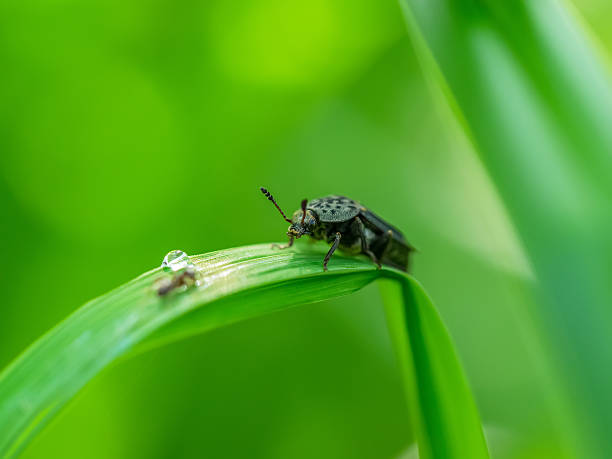 istock beetle on the stem of a plant 507988887