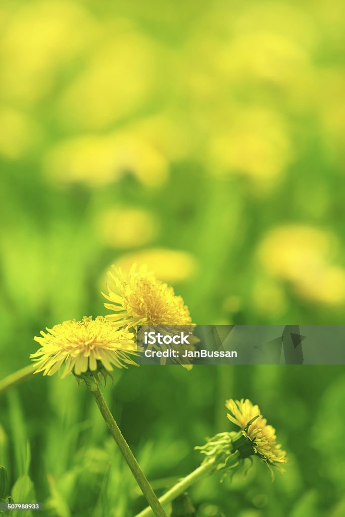 Charm of summer Dandelions on a green meadow Dandelion Stock Photo