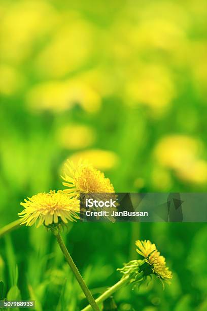 Charm Of Summer Stock Photo - Download Image Now - Dandelion, Day, Fragility