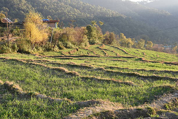 ステップ農業の小麦 - corn crop corn spring field ストックフォトと画像