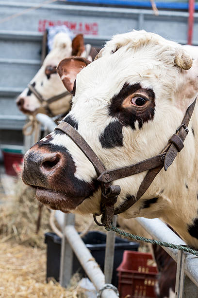 istock Brown and white cow, race Normande, France 507994792