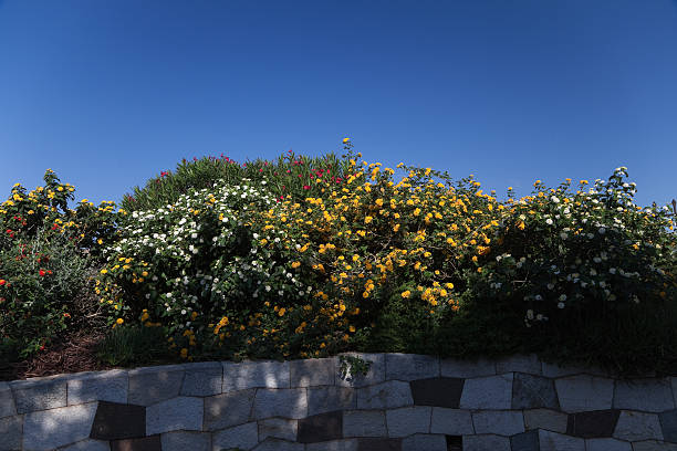 Wild flower hedge and stone wall in France.