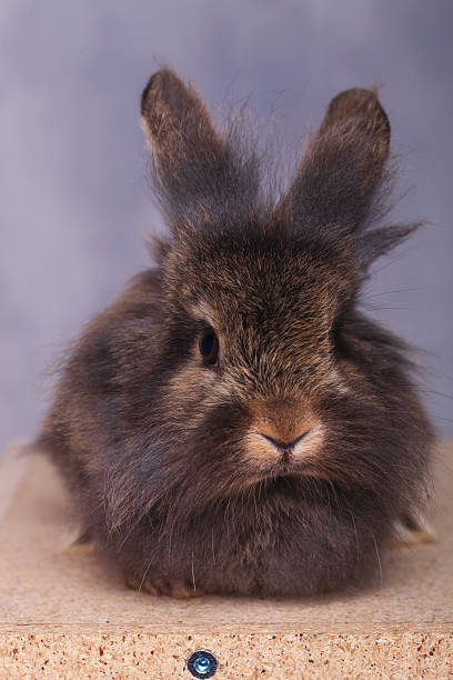 istock Cute lion head rabbit bunny lying on a wood box 507995460