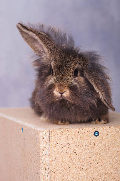 istock lion head rabbit bunny lying on a wood box 507995696