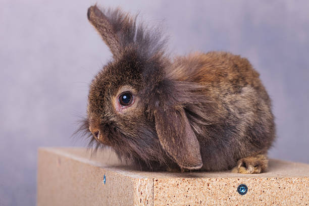 istock furry lion head rabbit bunny holding one ear up 507995750