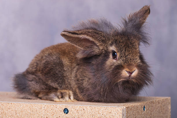 istock Adorable furry lion head rabbit bunny lying 507995808