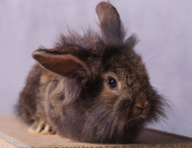 istock furry lion head rabbit bunny looking at the camera 507995862