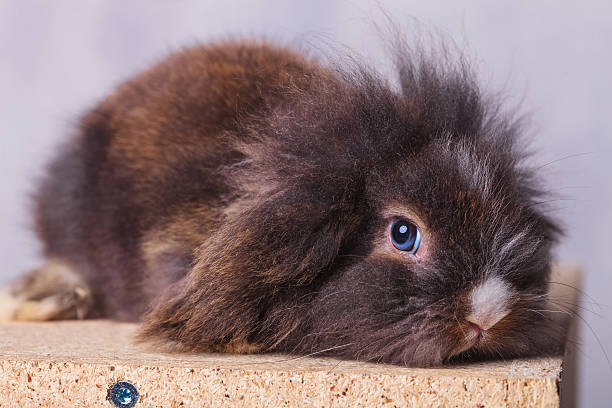 istock cute lion head rabbit bunny looking at the camera 507995974