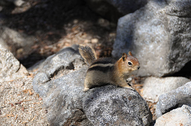Photo of Squirrel on the rocks, California