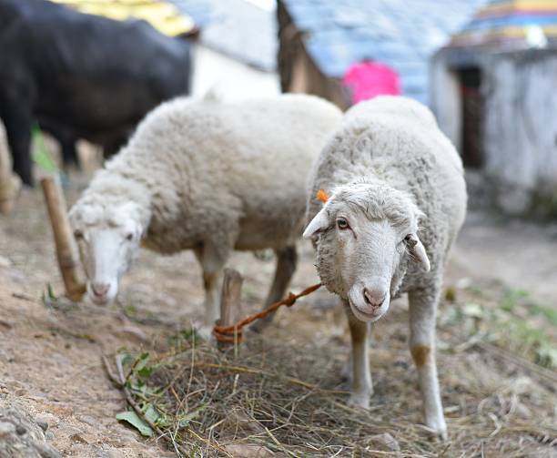 istock Adult White Livestock sheep 507996486