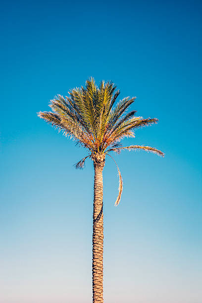 istock Sicilian palm tree, San Vito Lo Capo. 507996668