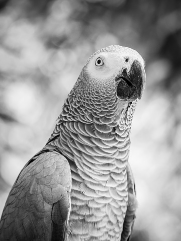 Portrait of african grey parrot in black and white