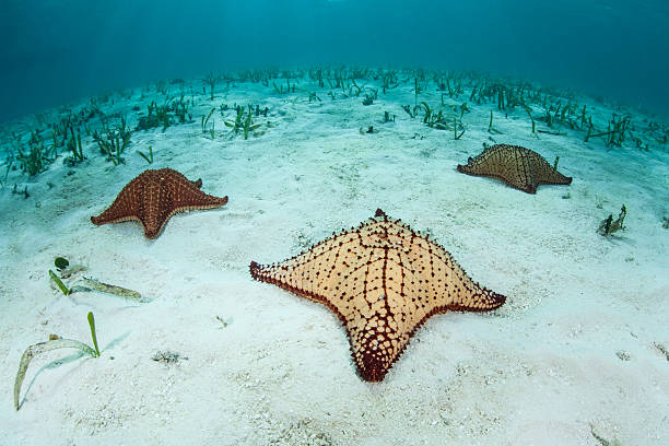 istock Sea Stars on Sand in Caribbean 507999546