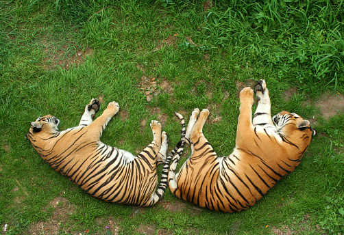 Two tigers (Panthera tigris) sleeping on their side on grass, lying in opposite direction; seen from above.