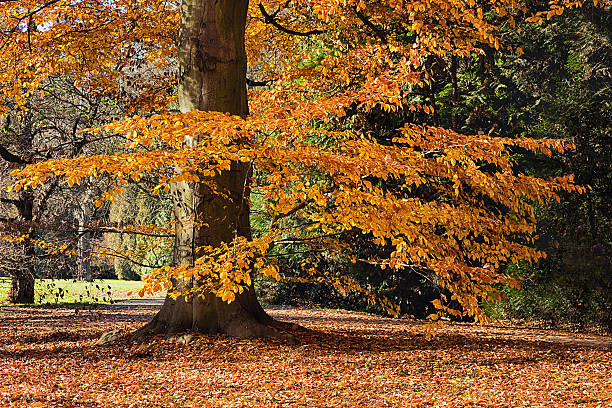 istock The forest in the morning 508000120