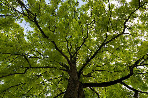 istock Upward view on acacia tree green crown 508000614