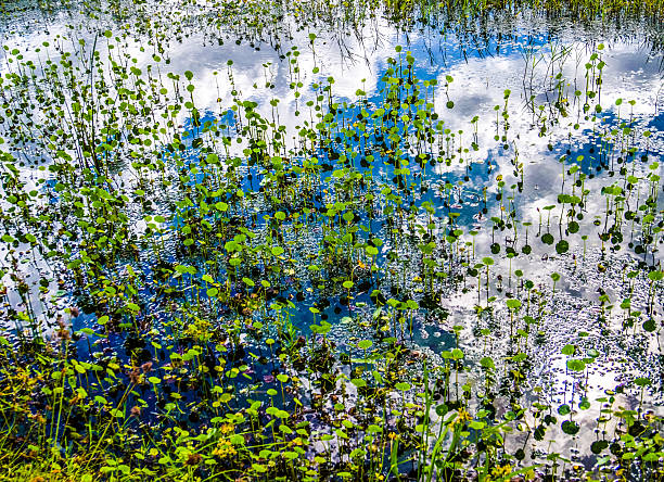 lilly podkładka staw - wilderness area flower pond clear sky zdjęcia i obrazy z banku zdjęć