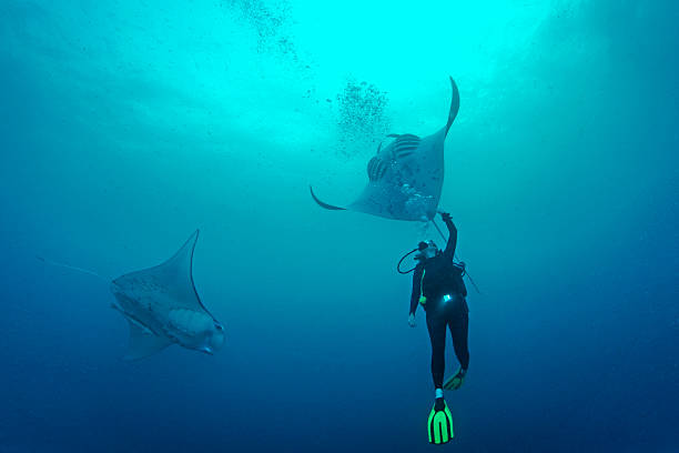Palau - Micronesia Female scuba diver encounter with two Manta Rays in German Channel. The Republic of Palau and their islands are a unique destination for dive lovers with pristine reefs and abundant marine underwater life.  palau stock pictures, royalty-free photos & images