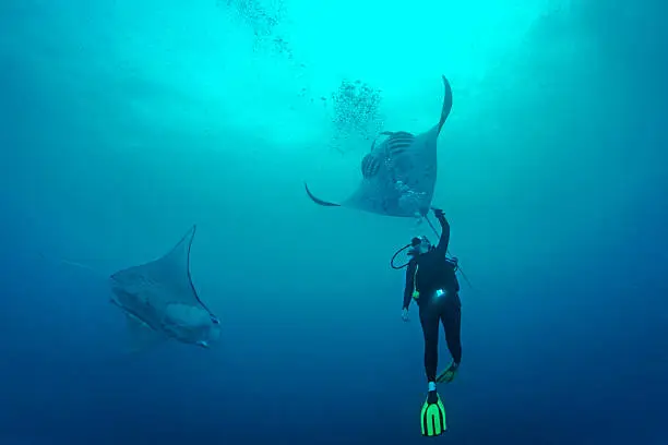 Female scuba diver encounter with two Manta Rays in German Channel. The Republic of Palau and their islands are a unique destination for dive lovers with pristine reefs and abundant marine underwater life. 